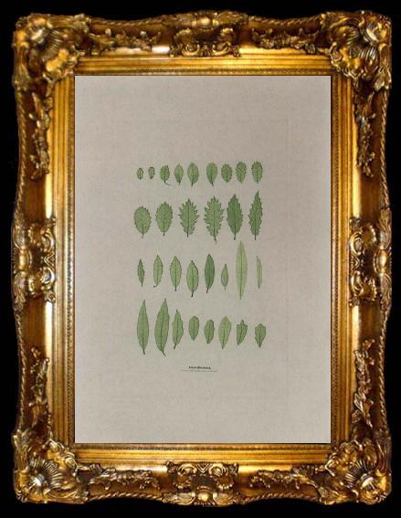 framed  Alois Auer von Welsbach Leaves, ta009-2